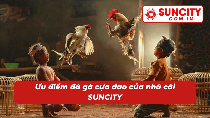 Ưu điểm của đá gà cựa dao SUNCITY