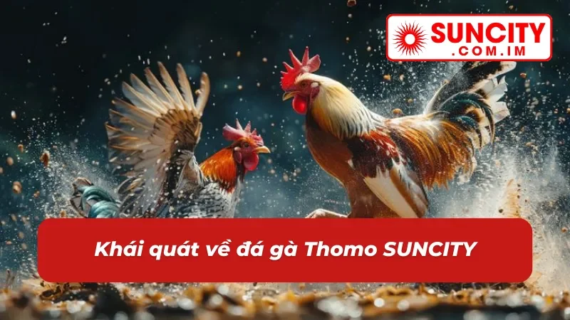 Những điều cần nắm vững về đá gà Thomo