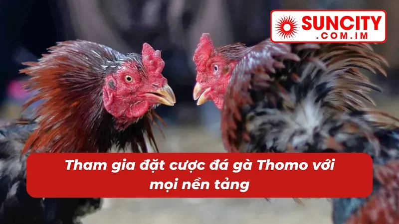 Đá gà Thomo tham gia mọi lúc mọi nơi